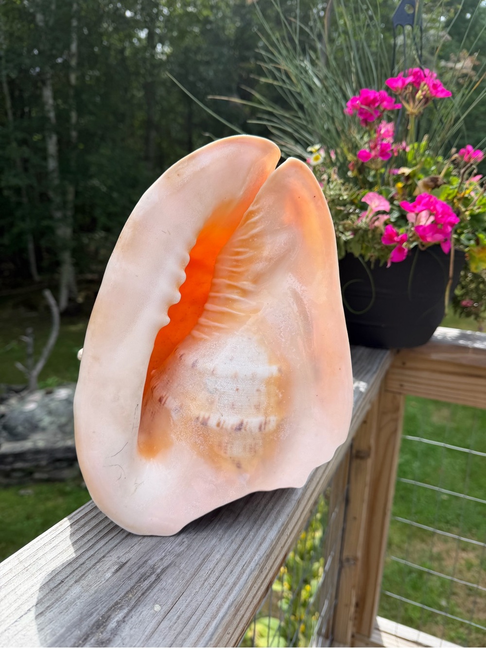 Coastal Decor | Large Horned Helmet SeaShell